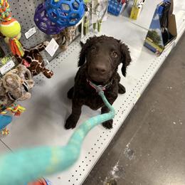 Curly-Coated Retriever Puppies from Betacoil Curly Coated Retrievers