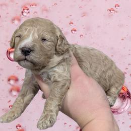 Cuddles - Cream female Cavapoo puppy in Coshocton, Ohio from Forever Family Puppies