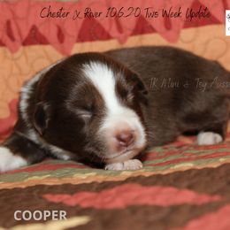 Miniature Australian Shepherd and Toy Australian Shepherd Puppies from TK Mini & Toy Aussies