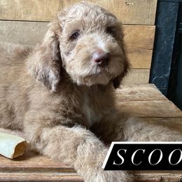 Scooby Doo - Aussiedoodle puppy from Oldtown Doodles
