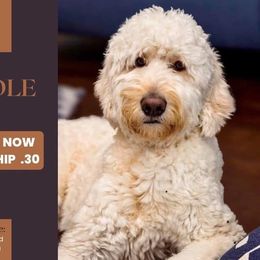 Prince George Buddy - Cream male Goldendoodle puppy in Fontana, California from Grammy's Puppy Love doodles and poodles