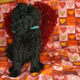 Aussiedoodle and Poodle Puppies from Waterford Doodle Farm
