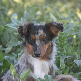 Cleo - Blue merle female Miniature Australian Shepherd puppy in Lubbock, Texas from Texas Bluebonnet Herders