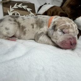 Dixie - Merle female Great Dane puppy in Weatherford, Texas from Oak Bend Danes