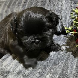 Shih Tzu Puppies from Hilltop Shih Tzus