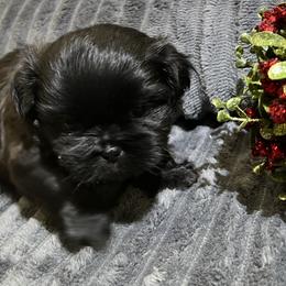 Shih Tzu Puppies from Hilltop Shih Tzus