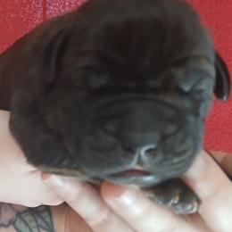 Yellow collar - Black brindle male Cane Corso puppy in Los Lunas, New Mexico from Top Gun Kennels NM