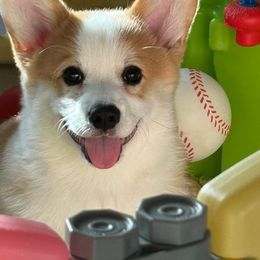 Pembroke Welsh Corgi Puppies from Signature Corgis
