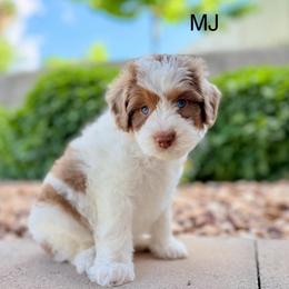 Royal blue collar - Parti male Assorted Doodle Crosses puppy in Springville, Utah from JW Doodles