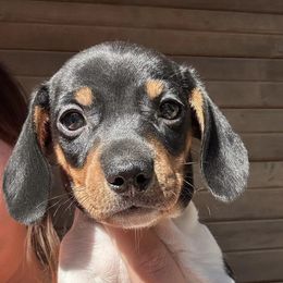 Dachshunds from Lazy J Dachshunds