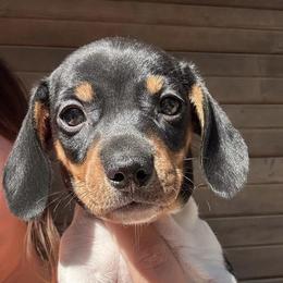 Dachshunds from Lazy J Dachshunds