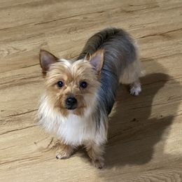 Pickles - Yorkshire Terrier