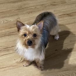Pickles - Yorkshire Terrier