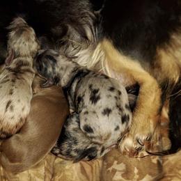 Dachshund Puppies from Eva Leas Pups
