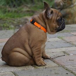 French Bulldog and Labrador Retriever Puppies from Frenchies & Labs