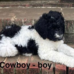 Cowboy - Parti male Goldendoodle puppy in Water Valley, Mississippi from Olympian Doodles