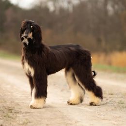 Afghan Hound puppies from Country Meadows Hounds