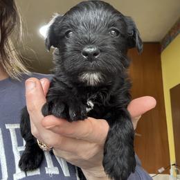 Girl 4 - Black female Miniature Schnauzer puppy in Dunlap, Tennessee from Beards of Glory