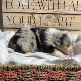 Australian Shepherd Puppies from Kayla's Aussies