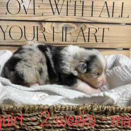 Australian Shepherd Puppies from Kayla's Aussies