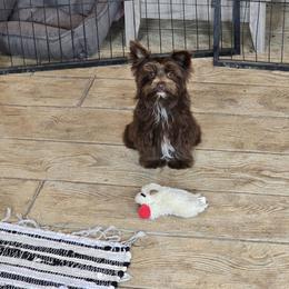 Chip - Yorkshire Terrier