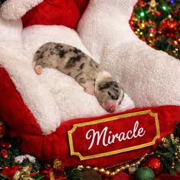 Miracle - Brindle merle and white male American Corgi puppy in Temple, Texas from Silver Moon Cardigan and American Corgis