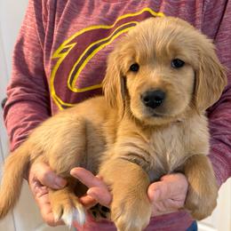 Bella - Golden female Golden Retriever puppy in Seville, Ohio from Retriever Ranch