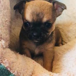 Chihuahua Puppies from Coolballow Chihuahuas