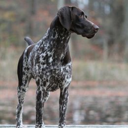 German Shorthaired Pointers from White River Shorthairs