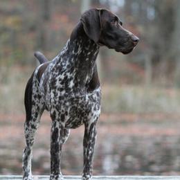 German Shorthaired Pointers from White River Shorthairs