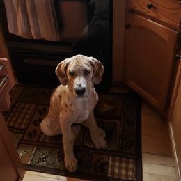 Great Dane Puppies from A Spot Of Blue Great Danes