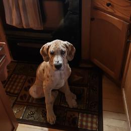 Great Dane Puppies from A Spot Of Blue Great Danes