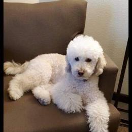 Poodle Puppies from Reeves Family Standard Poodles
