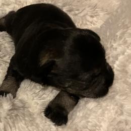 Girl 2 - female Miniature Schnauzer puppy in Osseo, Michigan from Kathy's Mini Schnazuers