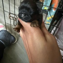 Bella - Sable female Shih Tzu puppy in Bastrop, Louisiana from Happy Scout's Shih Tzu's