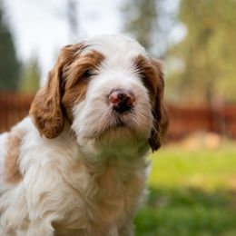 Bernedoodle Puppies from Tahoe Doodles