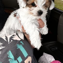 Goldendoodle, Maltipoo, and Yorkipoo Puppies from Doodle Pups Fur-Ever
