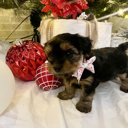 Yorkshire Terrier Puppies from Yorkie Fever