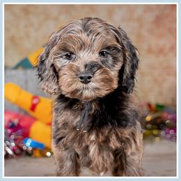 Blake - Merle male Cockapoo puppy in Connersville, Indiana from Deaz Doodle Ranch