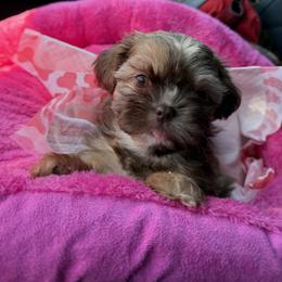 Amy - Shih Tzu