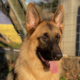 Riesling - German Shepherd