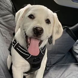 Labrador Retrievers from Clifton's Cove