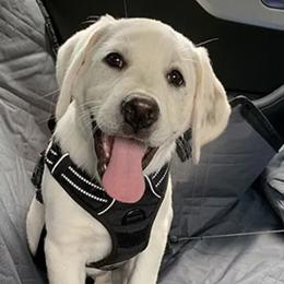 Labrador Retrievers from Clifton's Cove