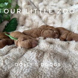 Goldendoodle puppies from Dolly’s Doods