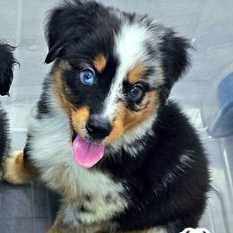 Valiant - Blue merle male Miniature Australian Shepherd puppy in Punta Gorda, Florida from Christie's Creekside Aussies
