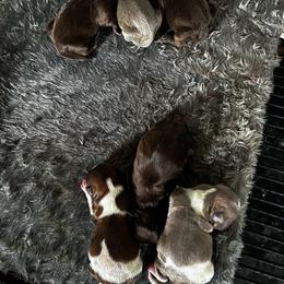 Girl 3 - Liver female Shih Tzu puppy in Clinton, Tennessee from Southland’s Shih Tzus