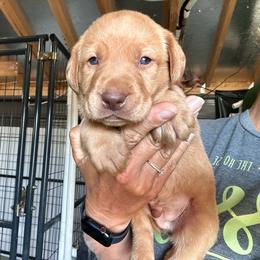 Red - Yellow male Labrador Retriever puppy in Newton Grove, North Carolina from Wayalife Labradors & Gsp’s