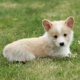 Red Boy - White and red male Pembroke Welsh Corgi puppy in Williams, California from Bear Creek Corgis