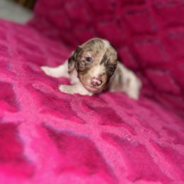 Dachshund Puppies from The Hunters Doxie Den