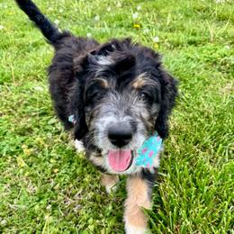 Perdita - Tri-color female Bernedoodle puppy in Lowell, Arkansas from Sunny Sky Doodles